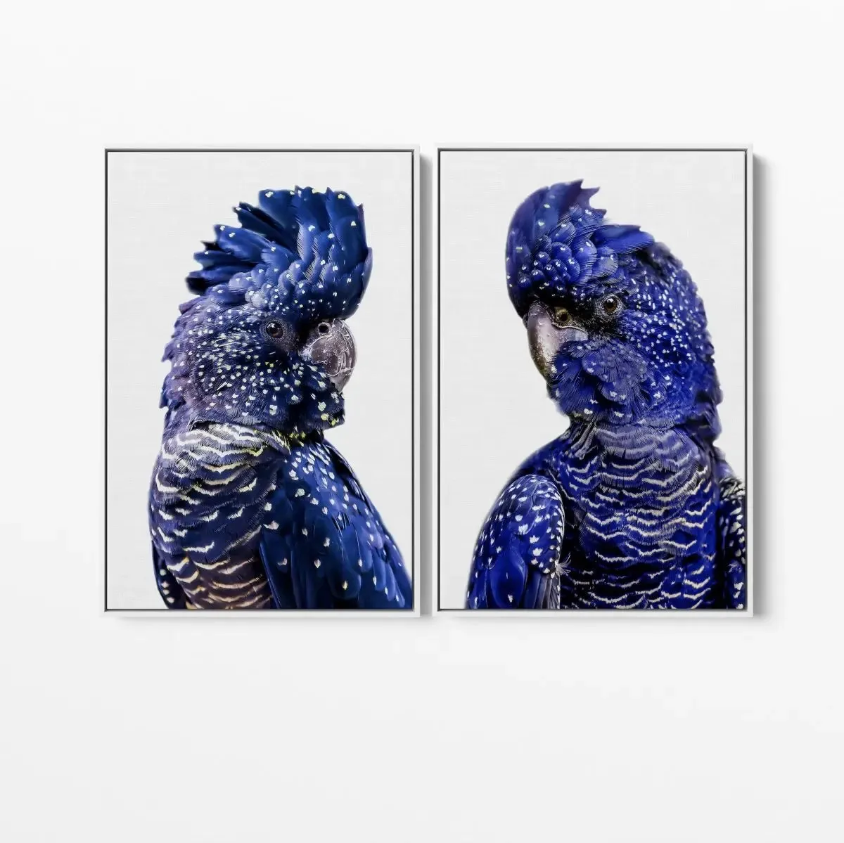 Black Cockatoo Pair - Two Piece Black Cockatoo Stretched Canvas Framed Wall Art