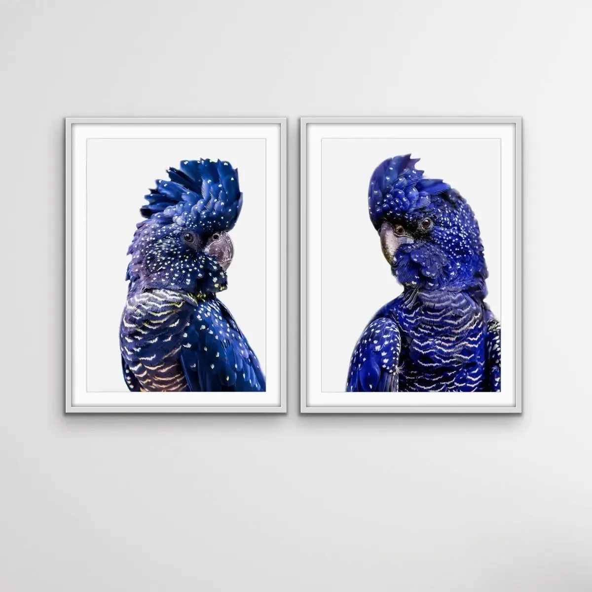 Black Cockatoo Pair - Two Piece Black Cockatoo Stretched Canvas Framed Wall Art