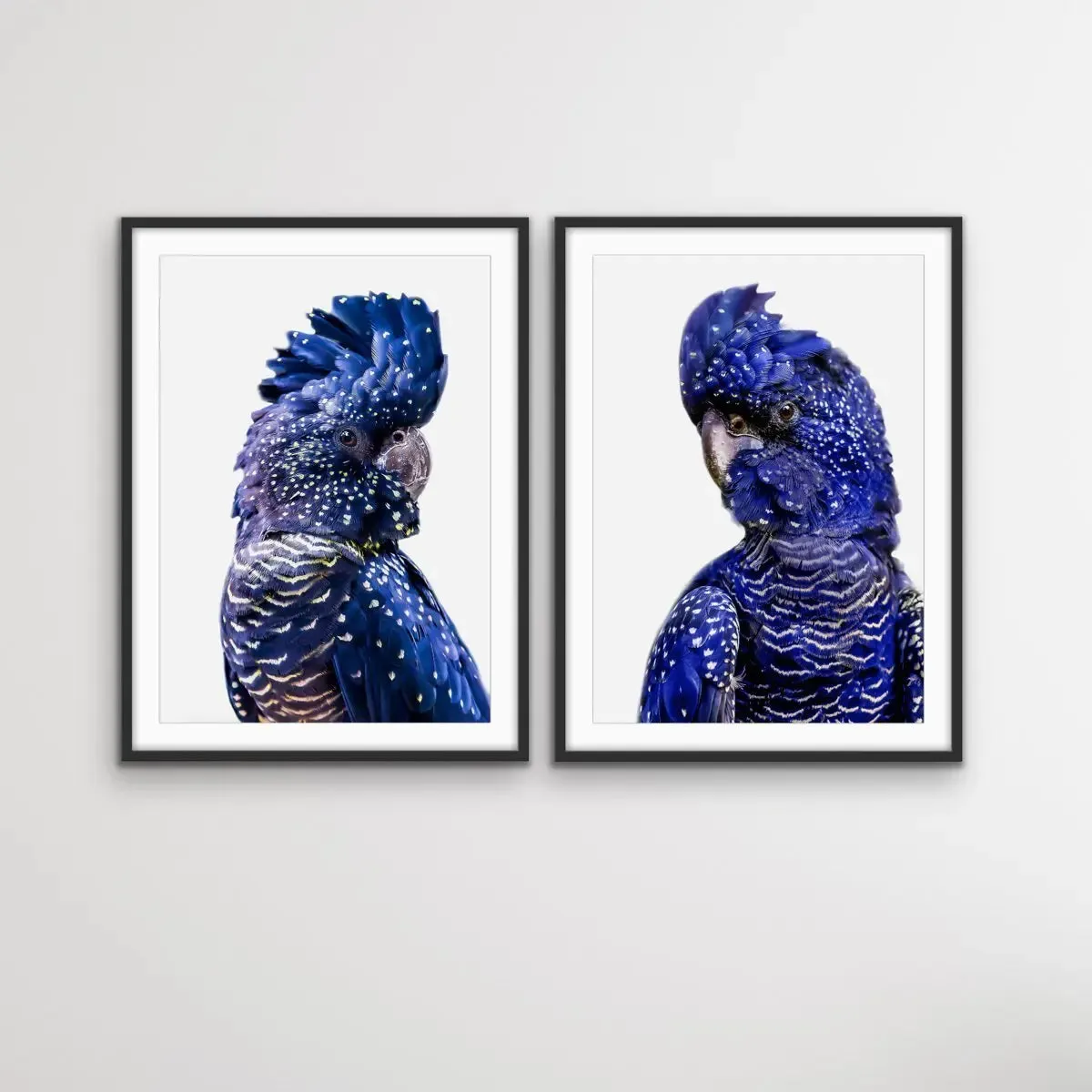 Black Cockatoo Pair - Two Piece Black Cockatoo Stretched Canvas Framed Wall Art