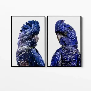 Black Cockatoo Pair - Two Piece Black Cockatoo Stretched Canvas Framed Wall Art